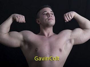 GavinColt