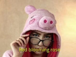Red_blooming_rose